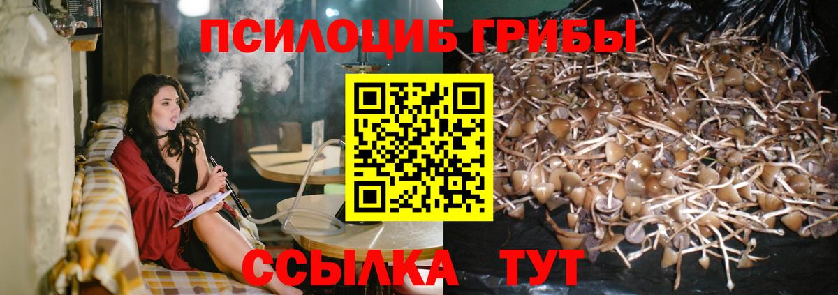 Псилоцибиновые грибы Psilocybine cubensis Георгиевск